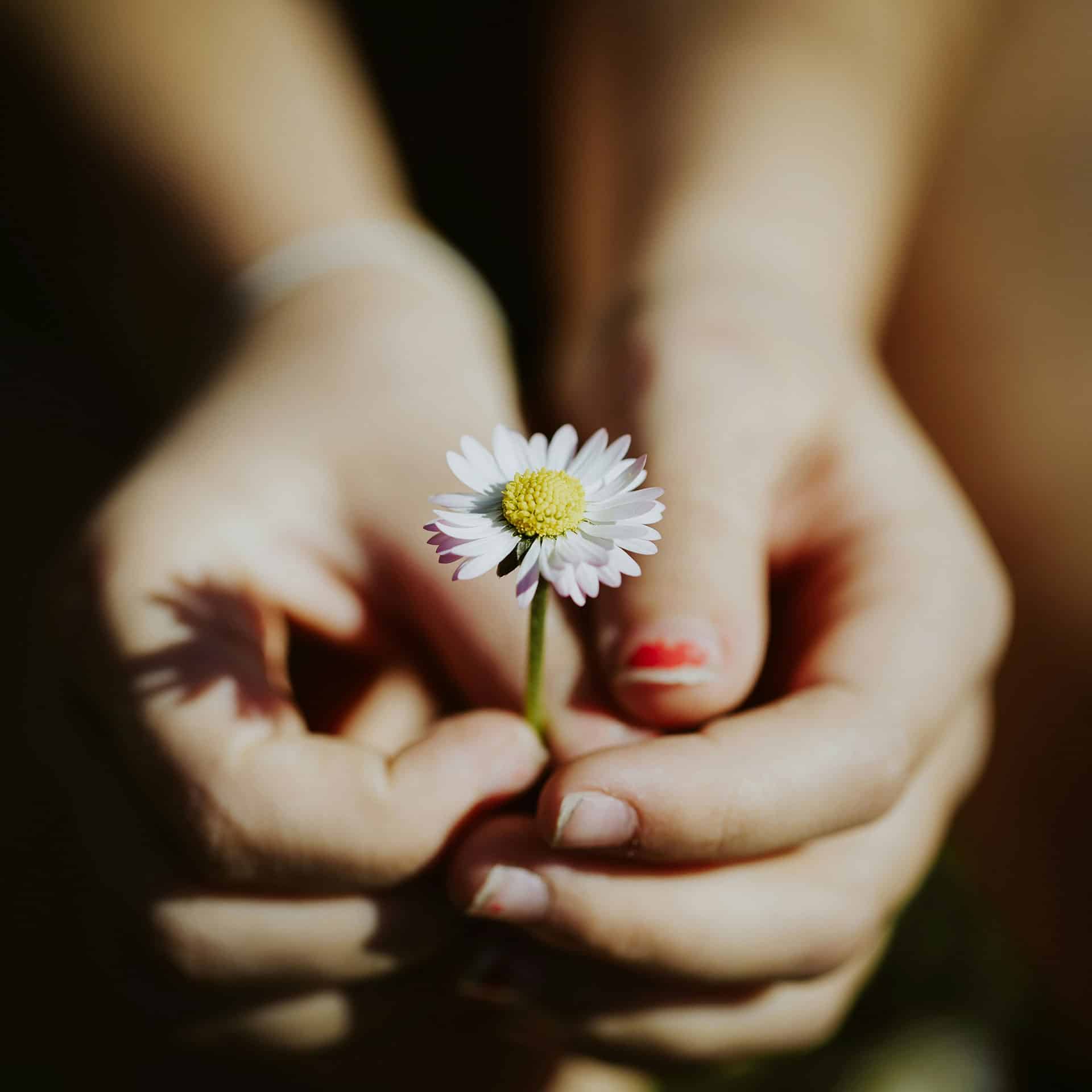 hands-holding-daisy